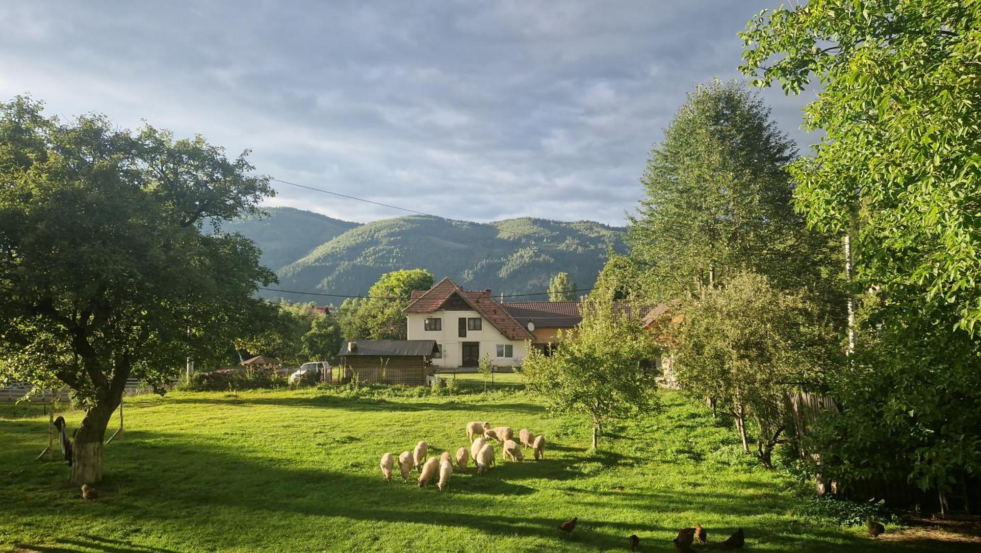Villa Casa Dorina à Bran  Extérieur photo